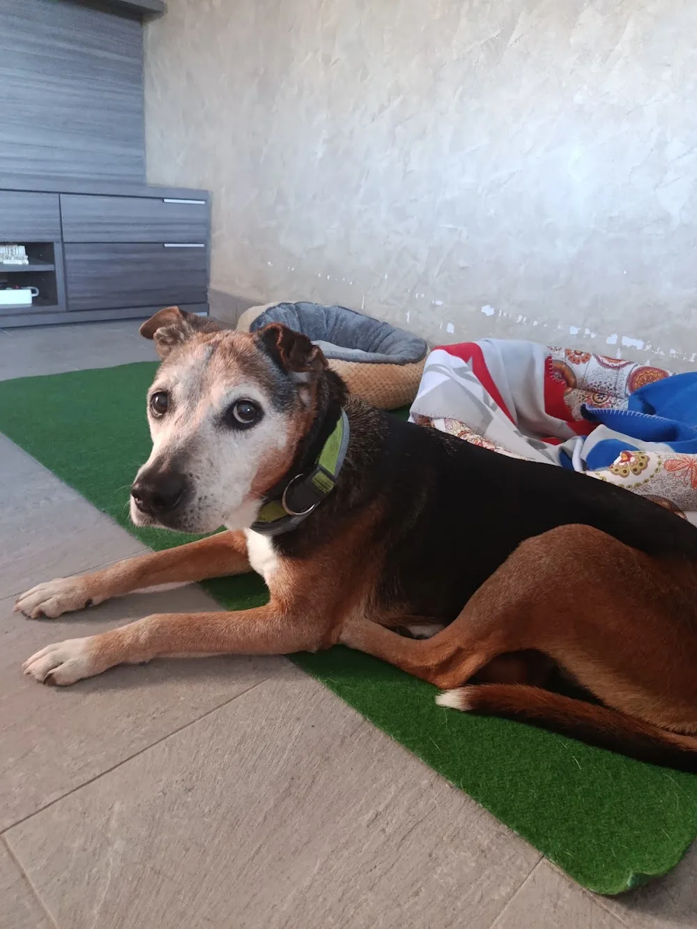 Canguro Canino - Catalonia pet otel görseli 3