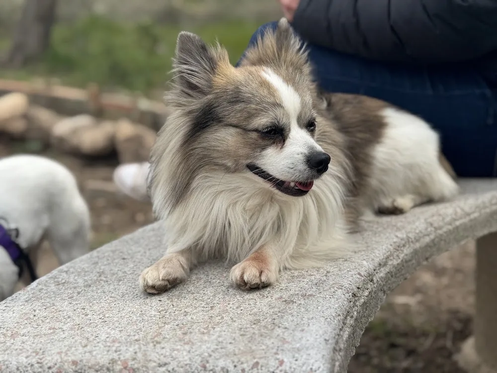 Canine Tarraco - Catalonia pet otel görseli 3