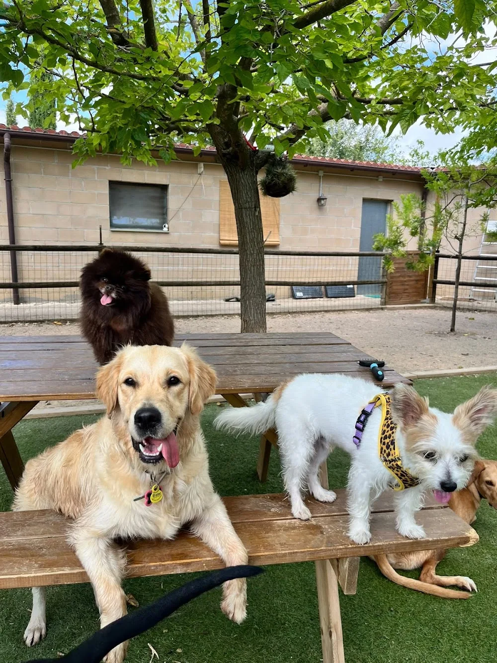 Doggos hotel & daycare - Catalonia pet otel görseli 2