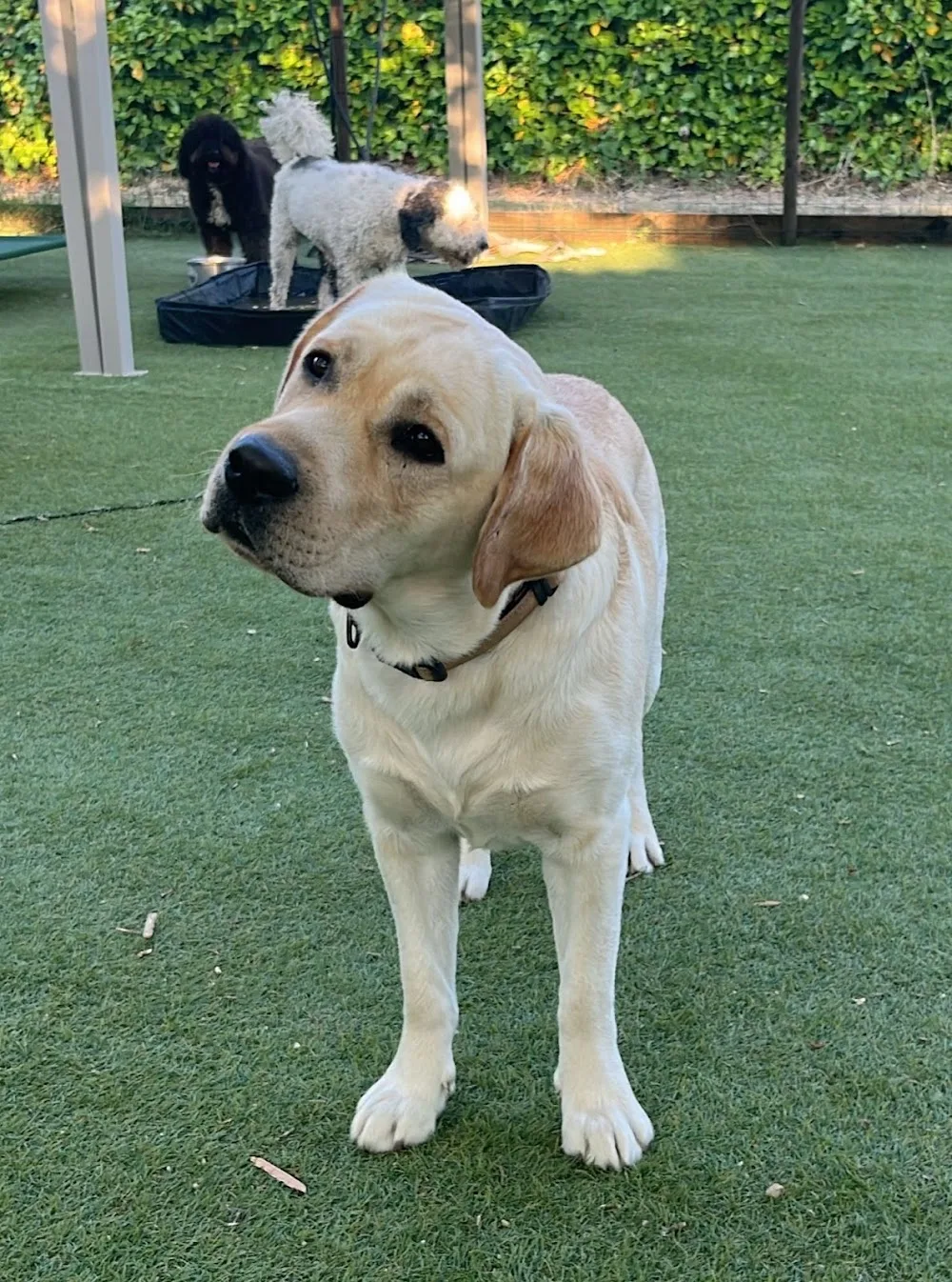 Doggos hotel & daycare - Catalonia pet otel görseli 3