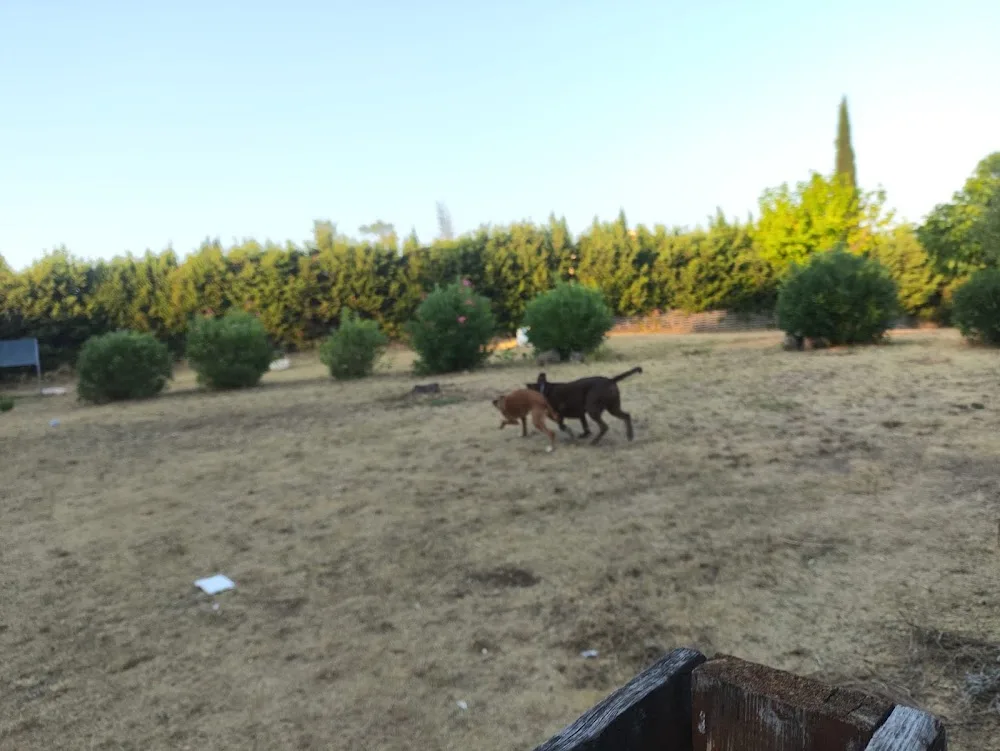 Esencia Canina - Catalonia pet otel görseli 3