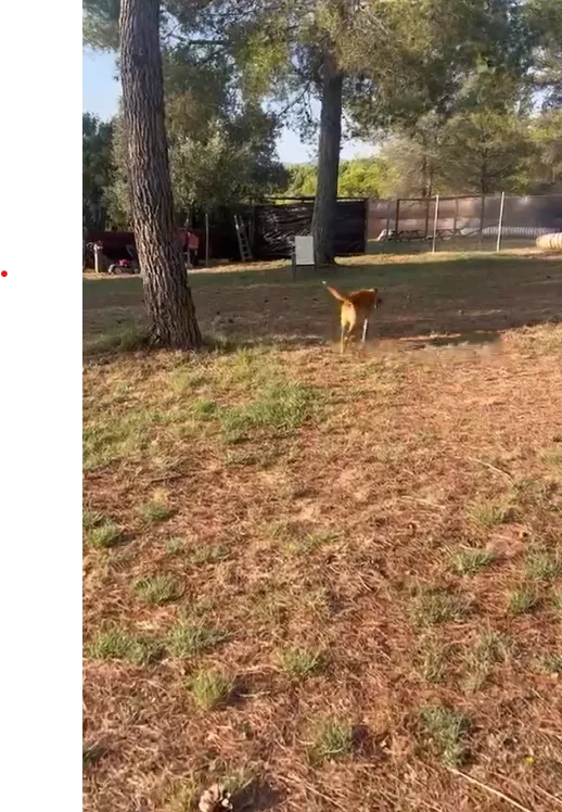 Fercan - Adiestramiento y Residencia para Perros - Catalonia pet otel görseli 3
