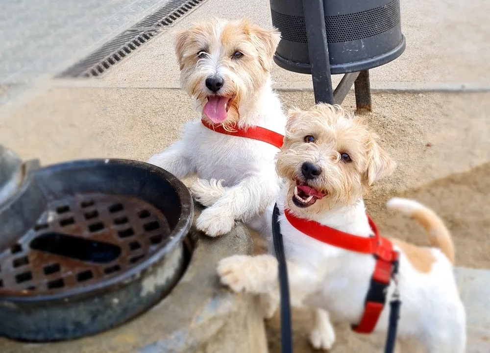 guardería canina y paseador de perros en Barcelona Dog's Mom @dogsmompaseoperrosbcn - Catalonia pet otel görseli 3