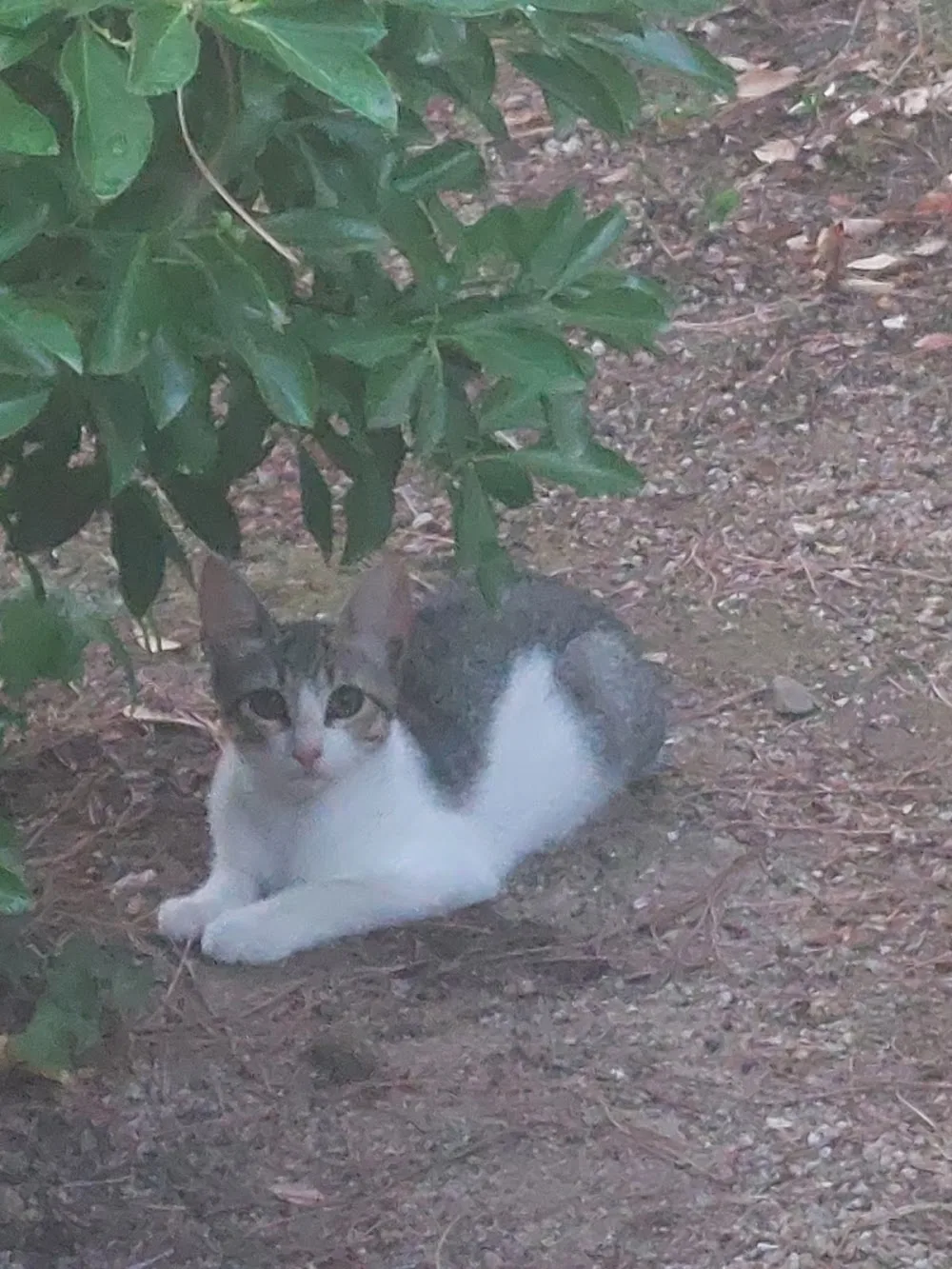 Guardería gatos Isaac Joanna - Catalonia pet otel görseli 3
