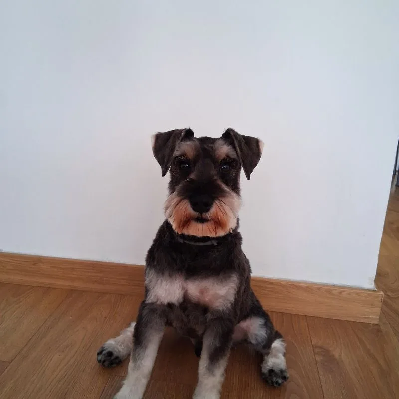 Hotel Can Residència Canina - Catalonia pet otel