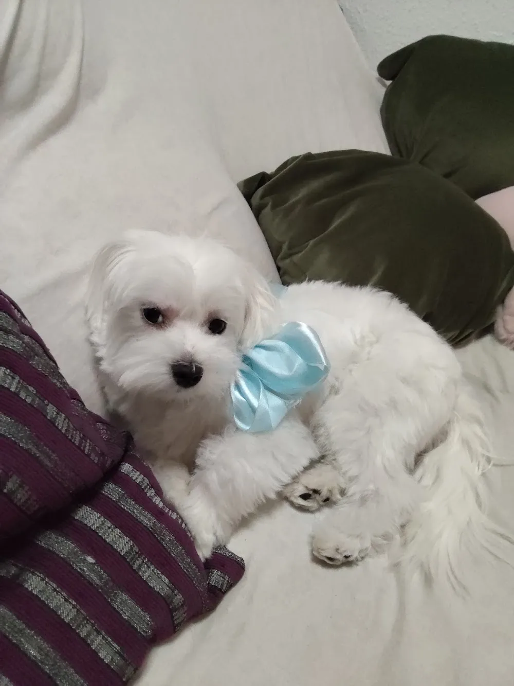 Hotel Can Residència Canina - Catalonia pet otel görseli 3
