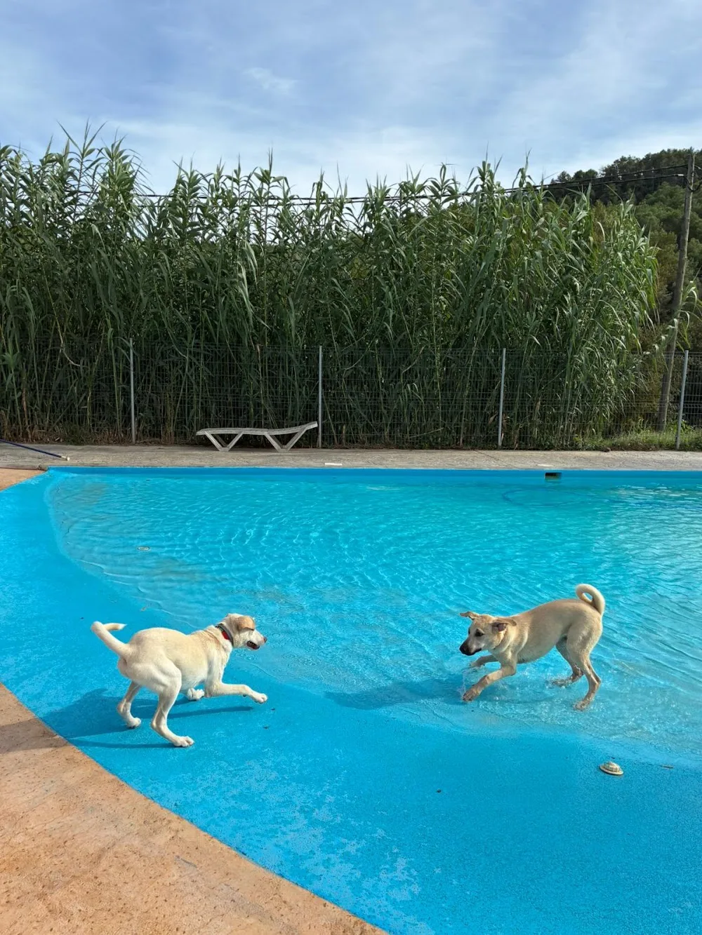 Hotel Caní el Vilà - Catalonia pet otel görseli 3