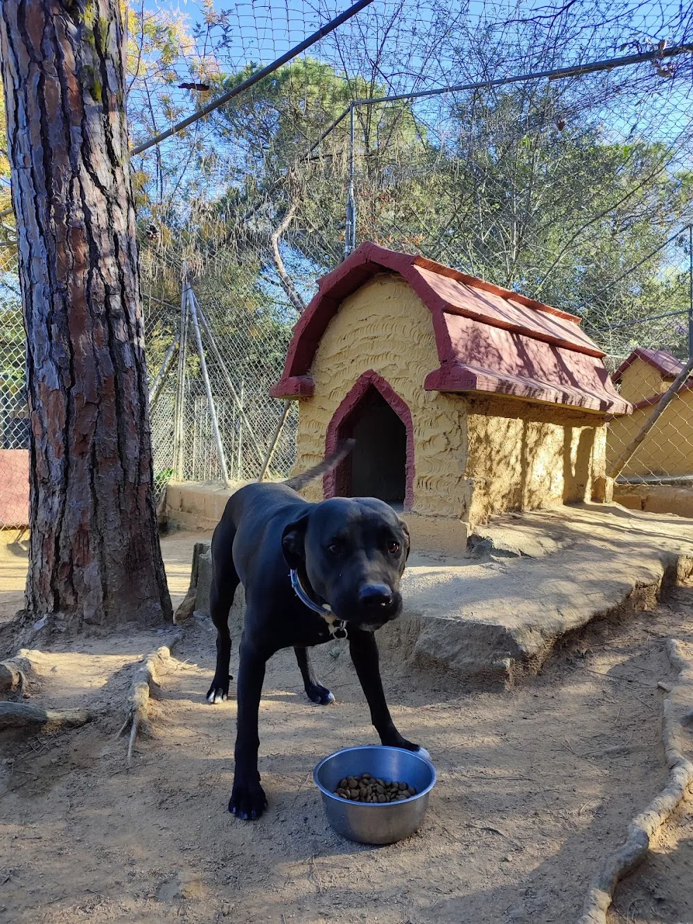 Kynoikos residència canina - Catalonia pet otel görseli 3