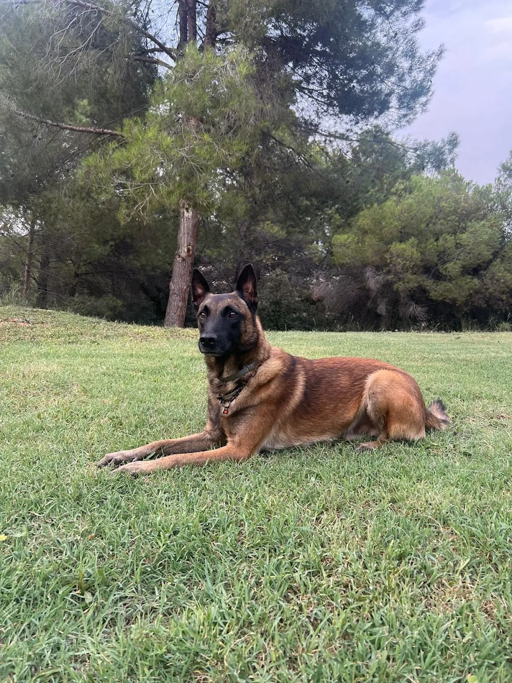 M.H.O.N CÃN - Catalonia pet otel görseli 3