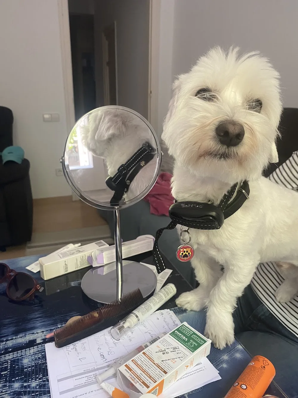 Paseador de perros y guardería canina Barcelona@Mascotafelizz - Catalonia pet otel görseli 3