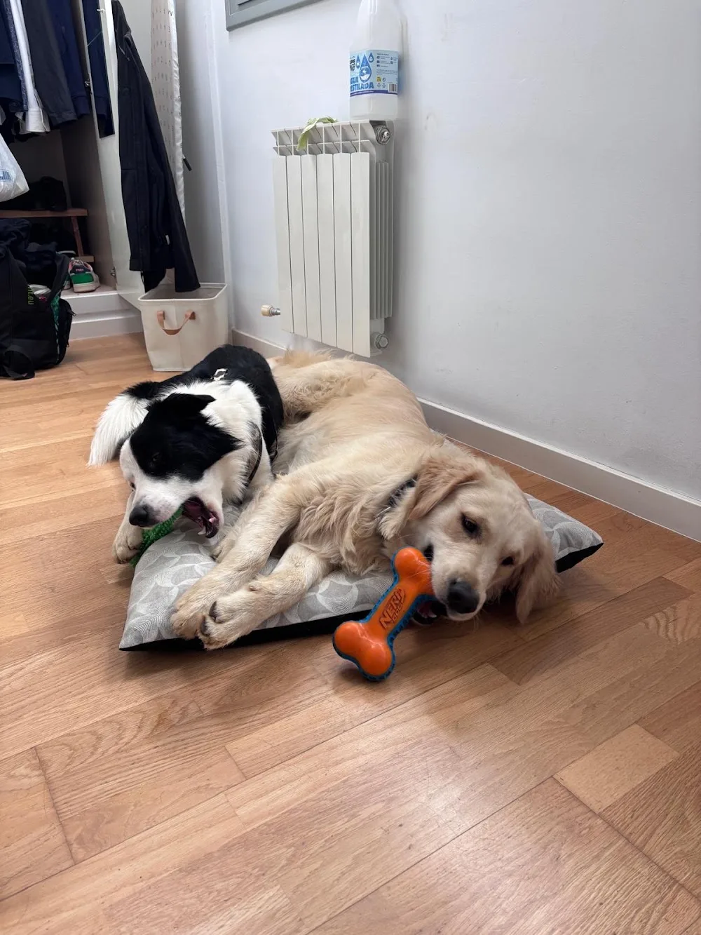 Patas Locas - Residencia de Mascotas en Tarragona - Catalonia pet otel
