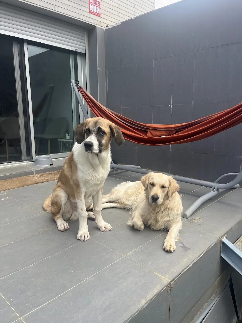 Patas Locas - Residencia de Mascotas en Tarragona - Catalonia pet otel görseli 3