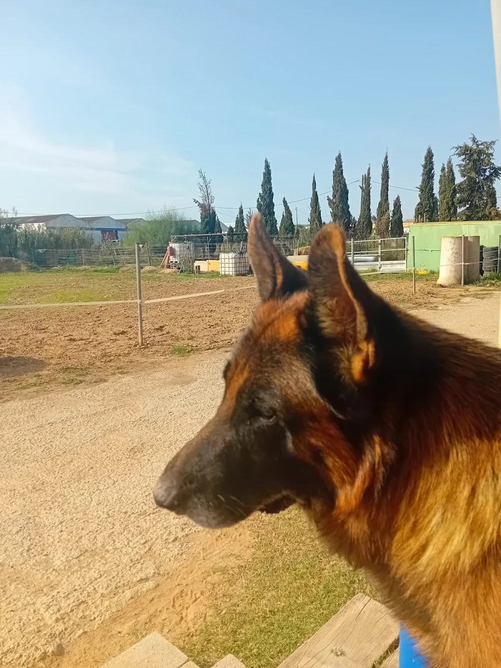 RALC, Residència Animal La Canonja - Catalonia pet otel görseli 3