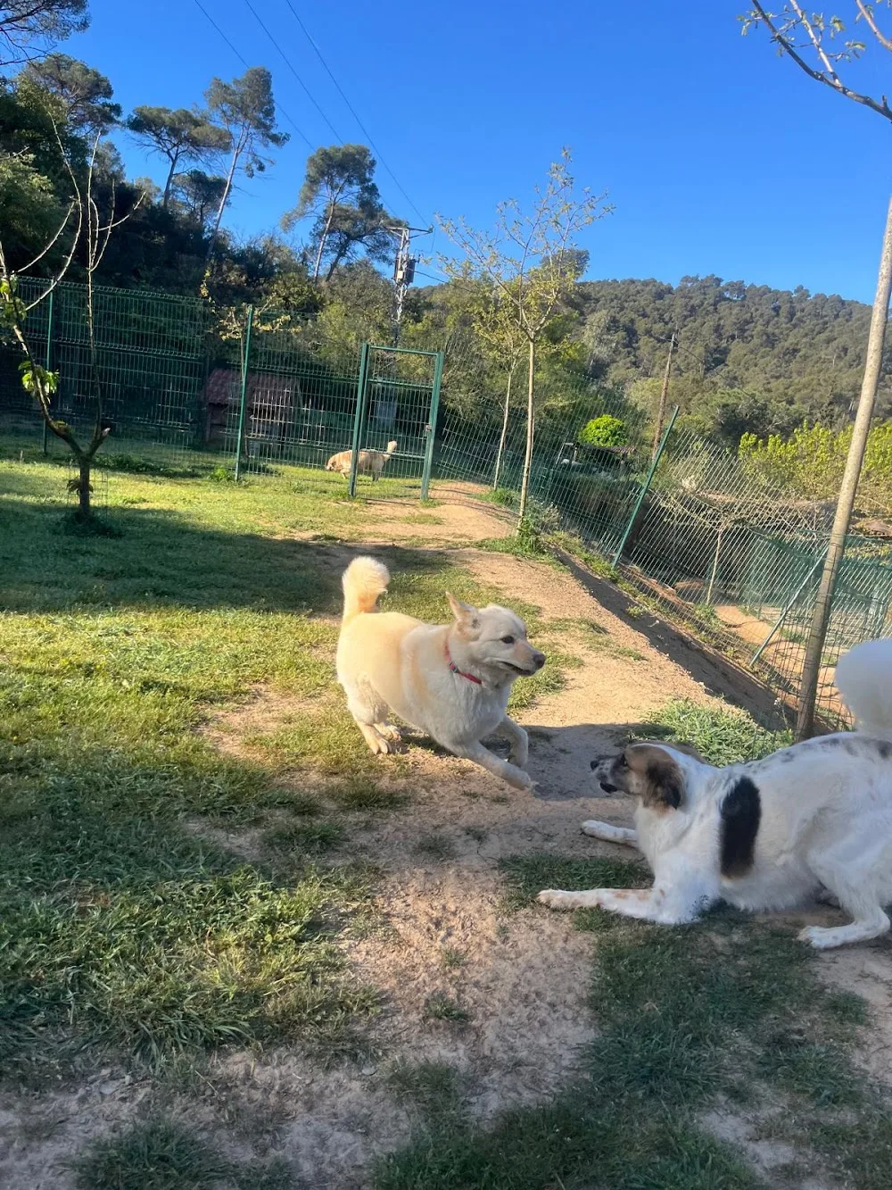 Residència Can Llosses Barcelona - Catalonia pet otel görseli 3