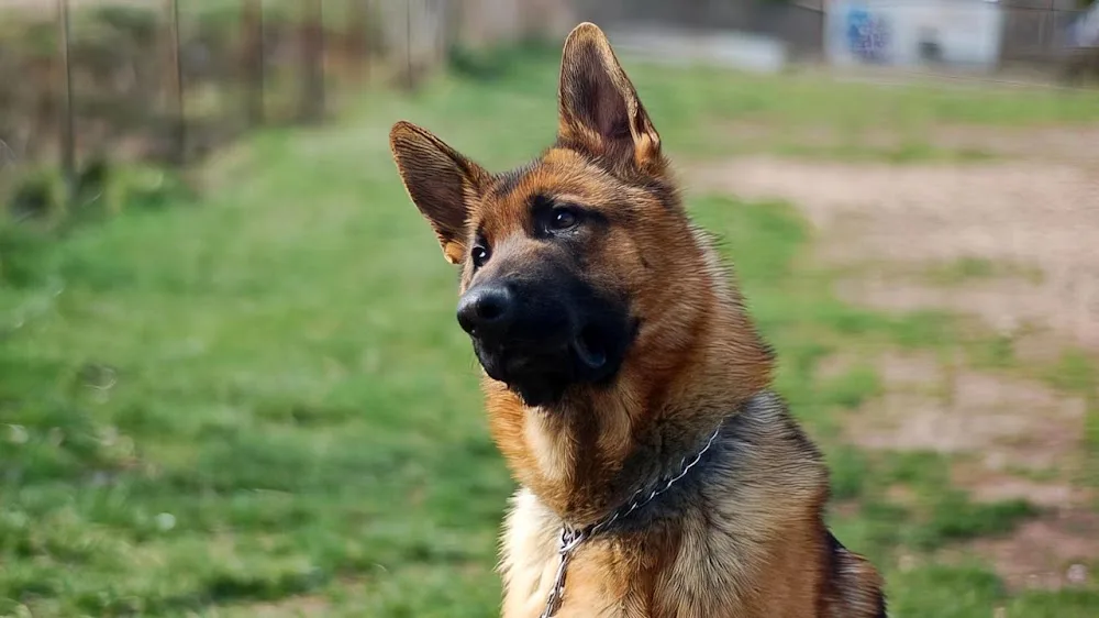 Residència canina Barcelona Els Tres Pins - Catalonia pet otel