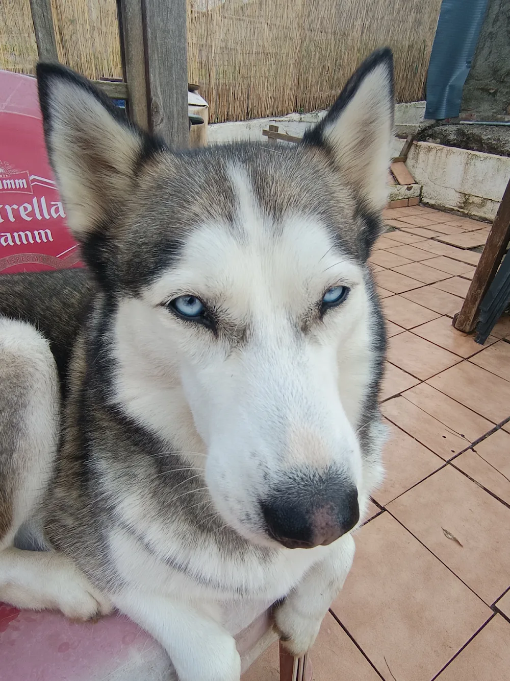 Residencia Canina Casa Teva - Catalonia pet otel