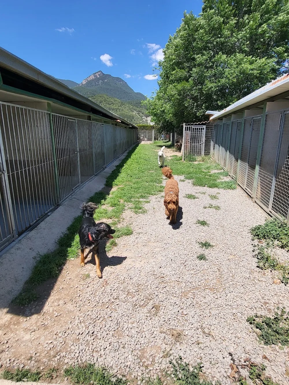 Residencia Canina Del Cadi - Catalonia pet otel görseli 3