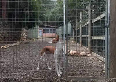 Residencia Canina Fontfreda - Catalonia pet otel görseli 3