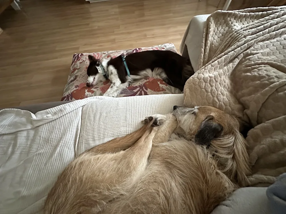 Residència Entre Pèls i Potes 🐾 - Catalonia pet otel