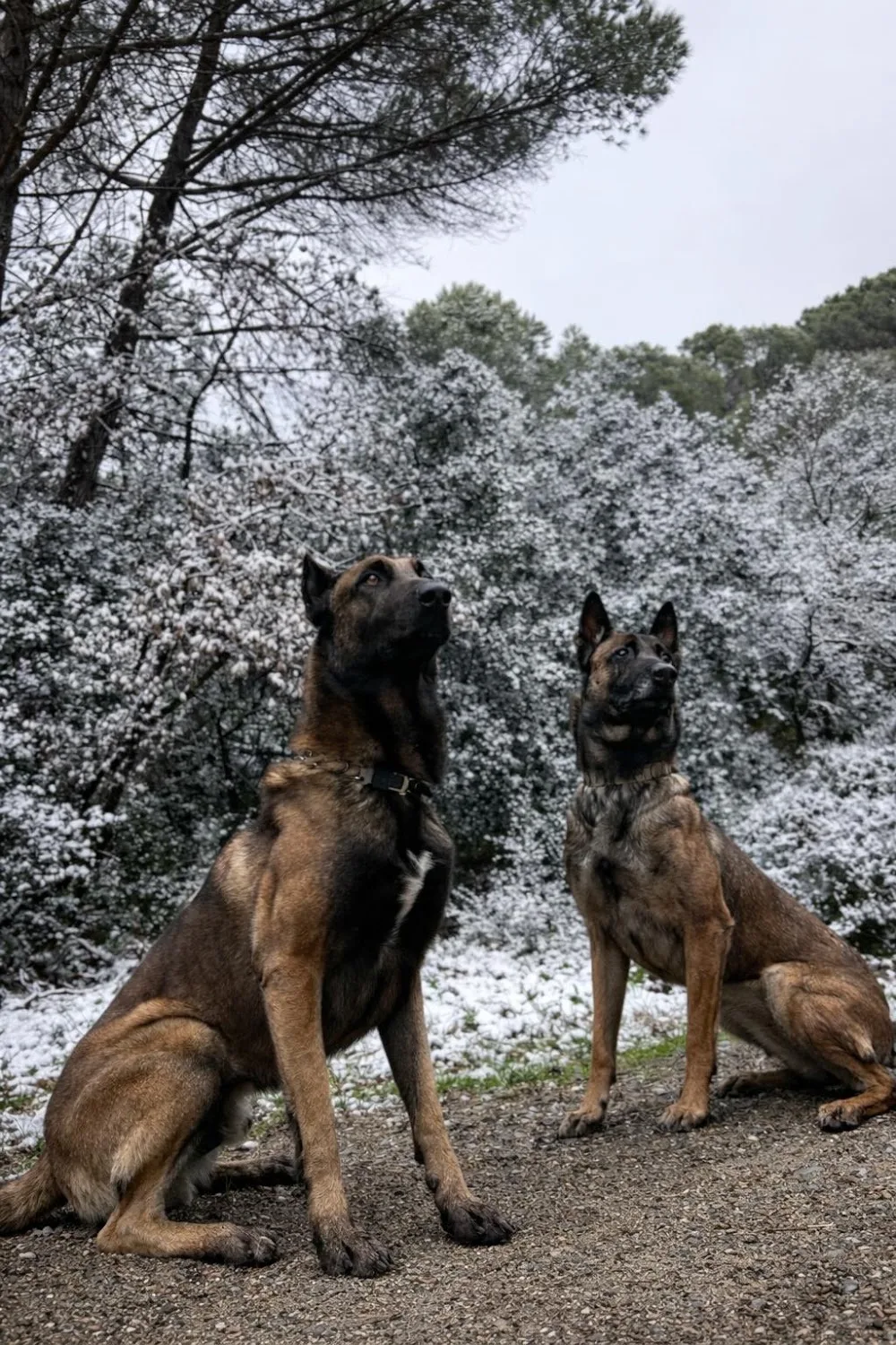 Ryocan – Centro de Adiestramiento y Residencia Canina - Catalonia pet otel