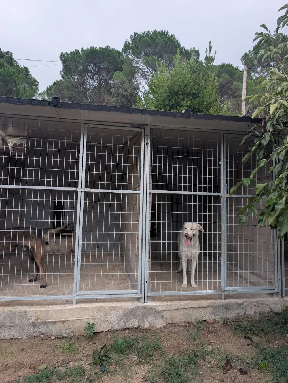 Ryocan – Centro de Adiestramiento y Residencia Canina - Catalonia pet otel görseli 3