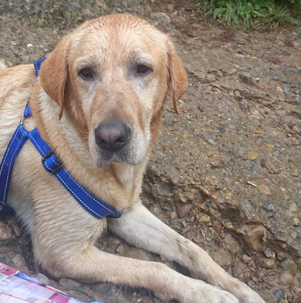 Ryocan – Centro de Adiestramiento y Residencia Canina - Catalonia pet otel görseli 5