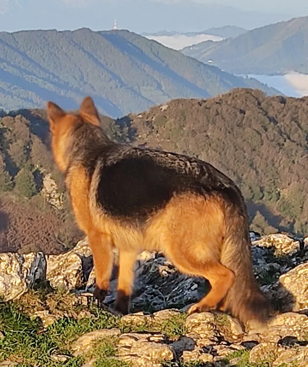 WorkingDog Solutions S.L. - Catalonia pet otel görseli 2