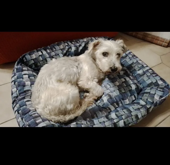 Alessia Petsitter Catania - Catania pet otel
