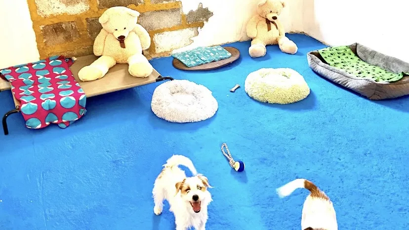 Dog Village Di Omar Bertino - Catania pet otel