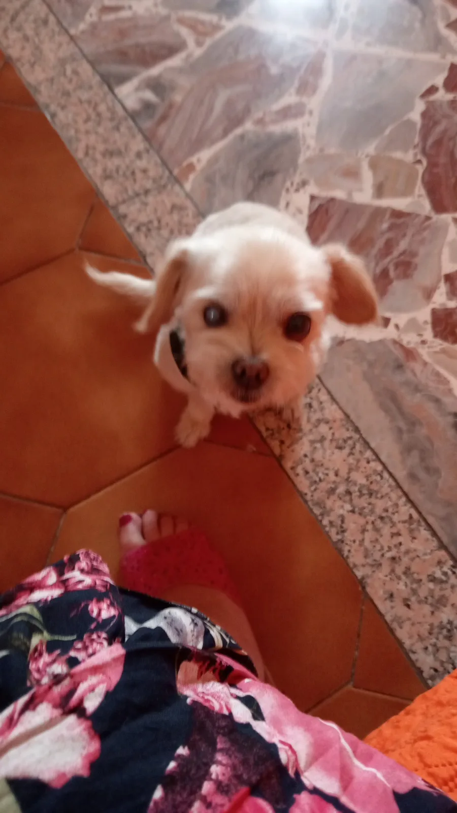 HoMePeTsInLoVe. - Catania pet otel görseli 3