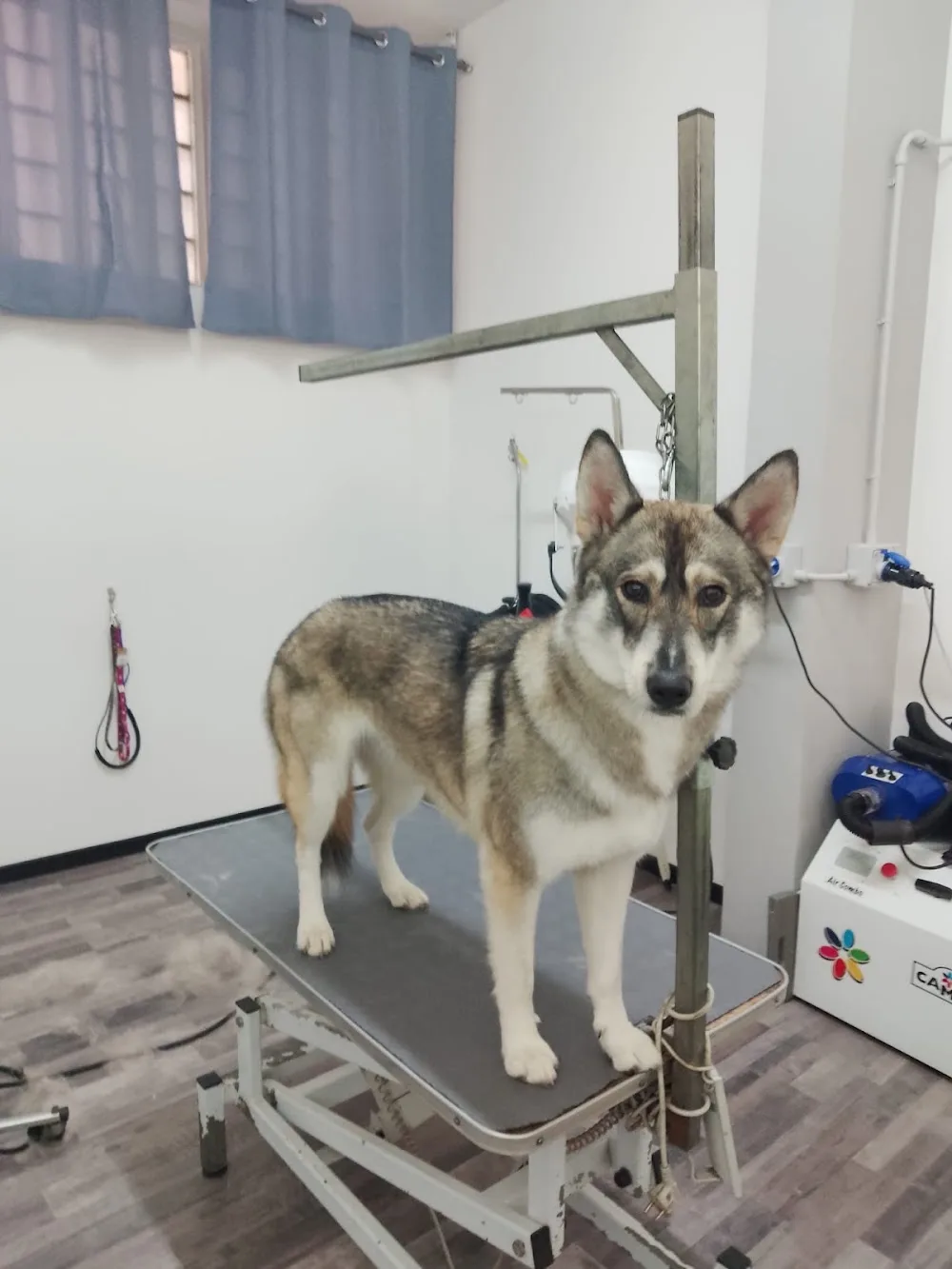 La Nuova Fattoria - Toelettatura e Pensione di Daniela Amadio - Catania pet otel görseli 3