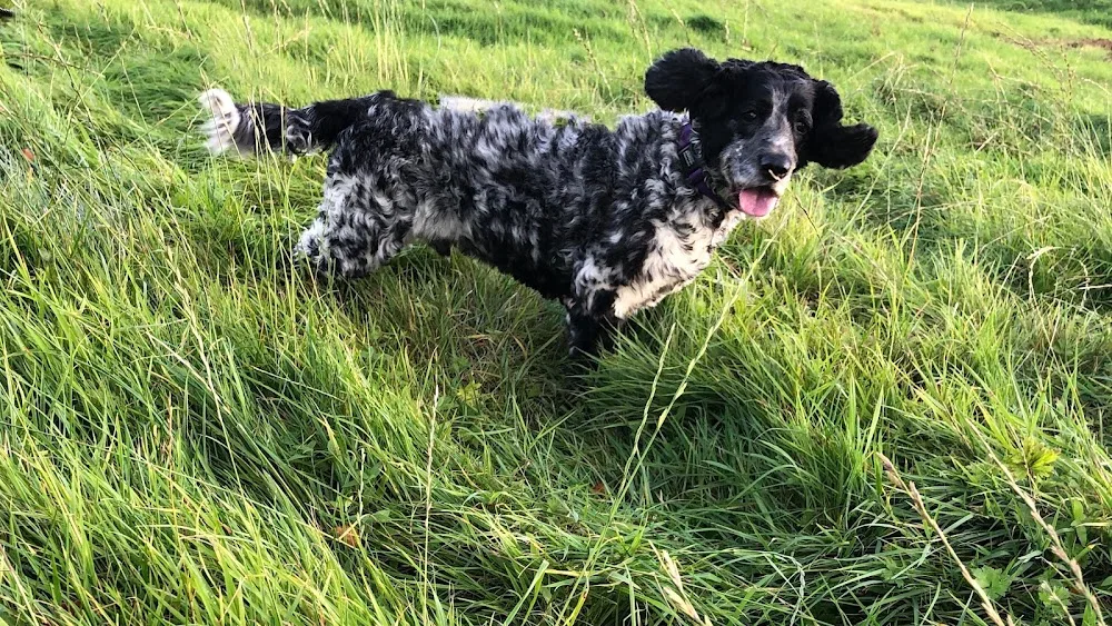 Alpha 1 Dog Hotel - Causeway Coast and Glens pet otel