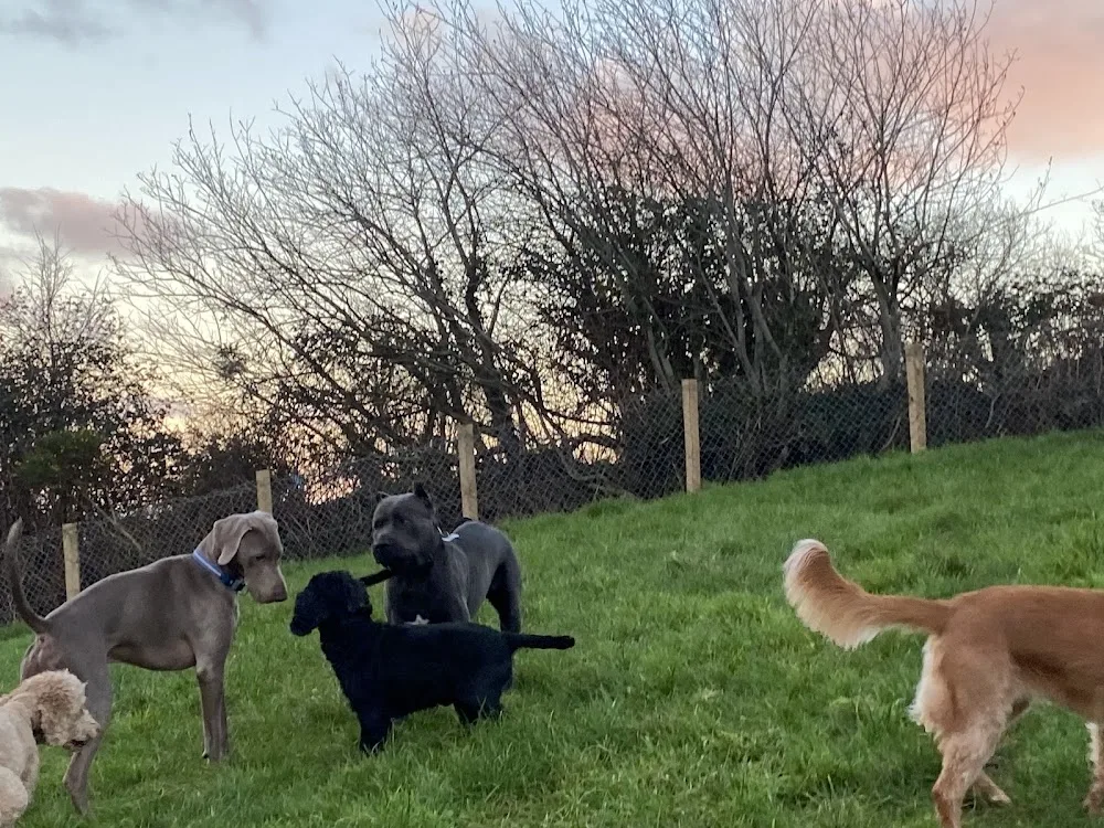 Country Kennels Glenariffe - Causeway Coast and Glens pet otel