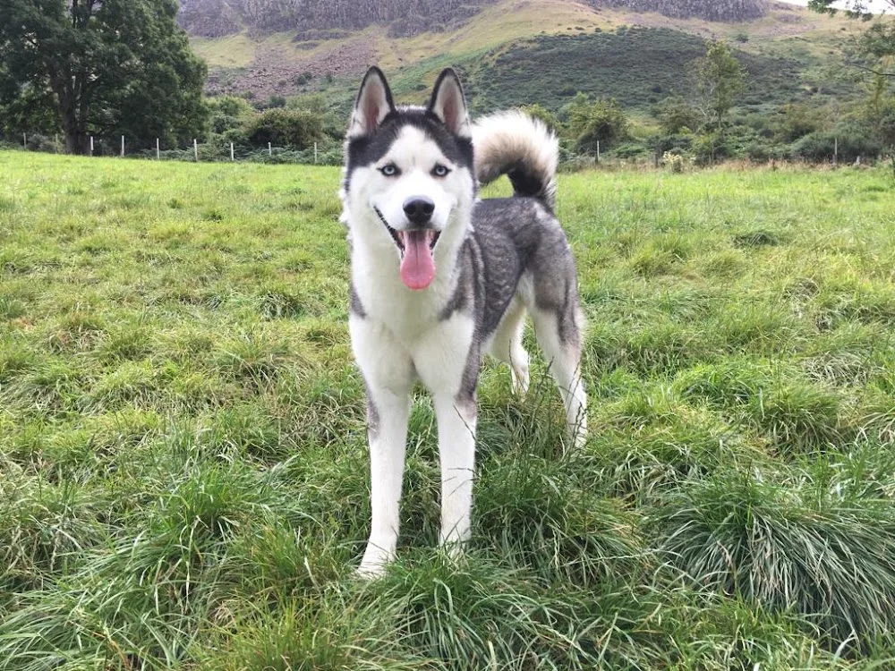 Country Kennels Glenariffe - Causeway Coast and Glens pet otel görseli 3