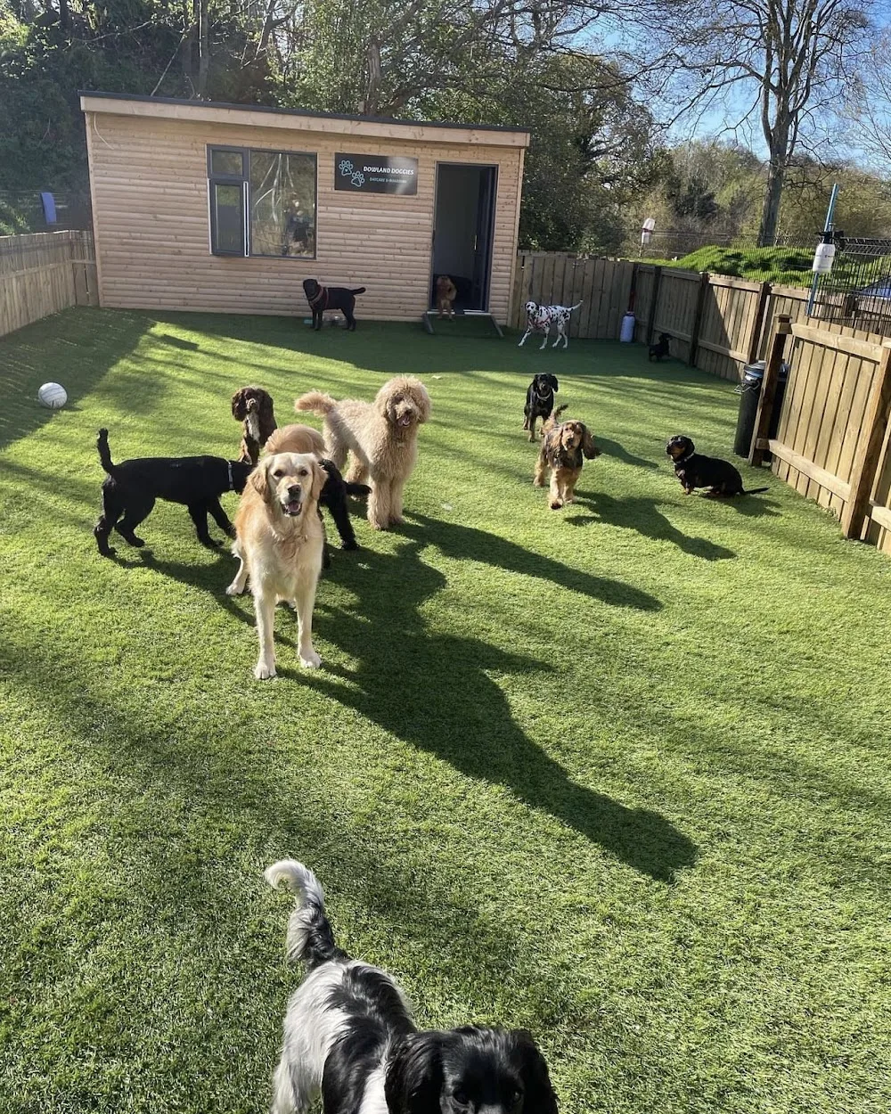 Dowland doggies daycare and boarding - Causeway Coast and Glens pet otel