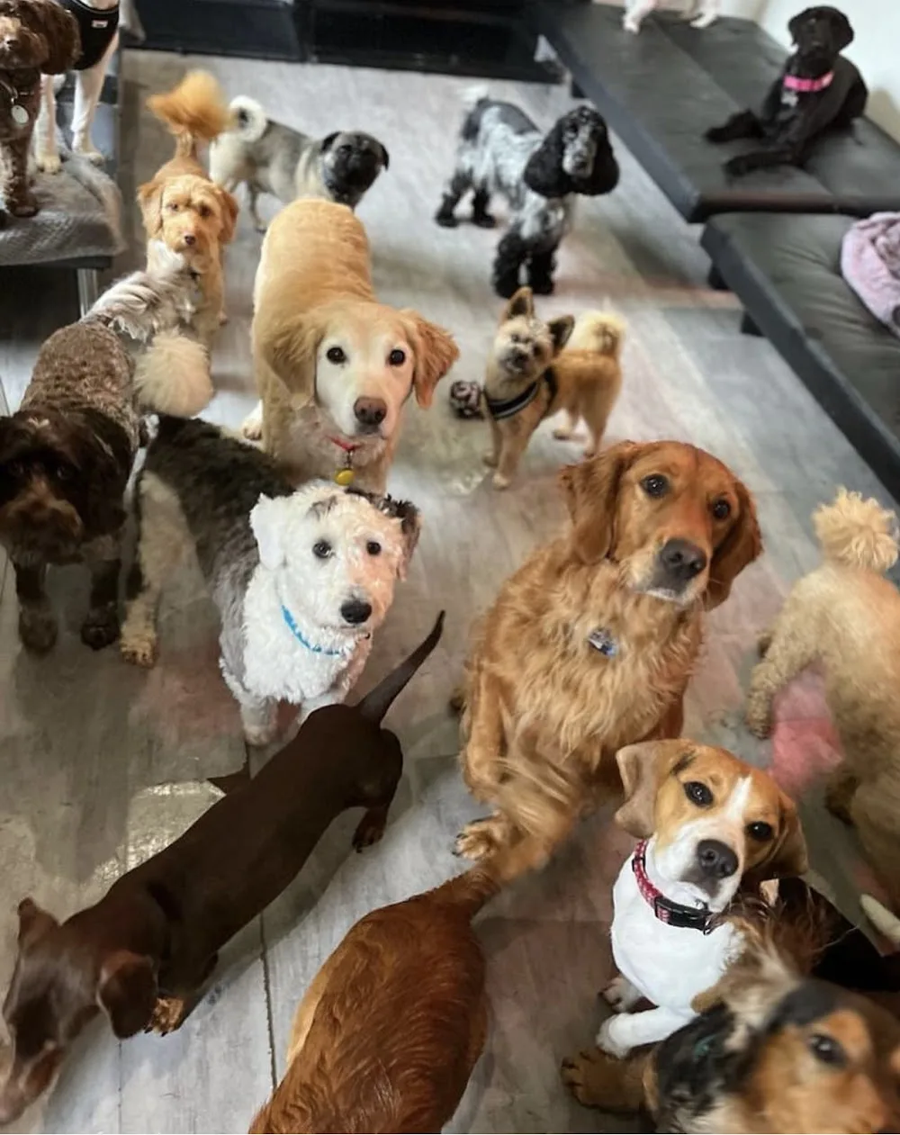 Dowland doggies daycare and boarding - Causeway Coast and Glens pet otel görseli 3
