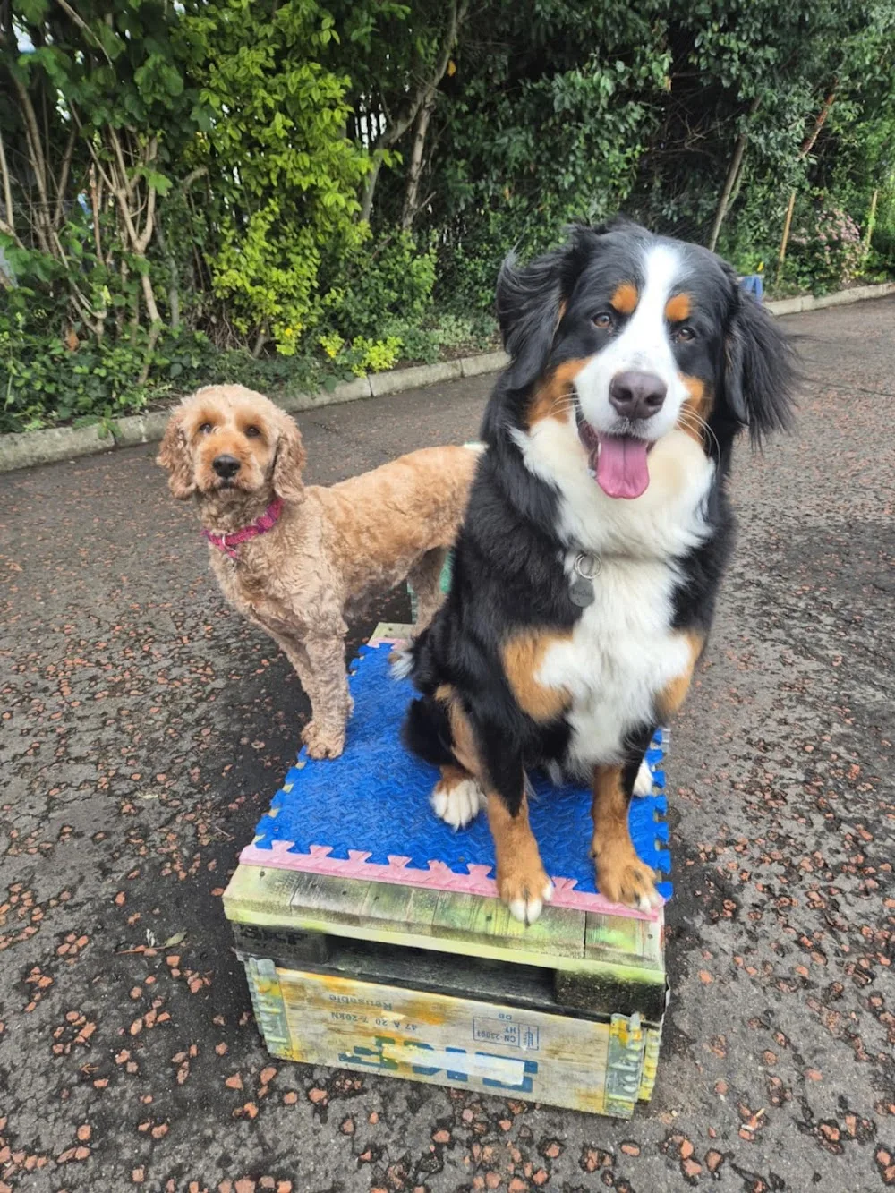 Happy Dogs & Waggy Tails Daycare/ Boarding Kennels - Causeway Coast and Glens pet otel