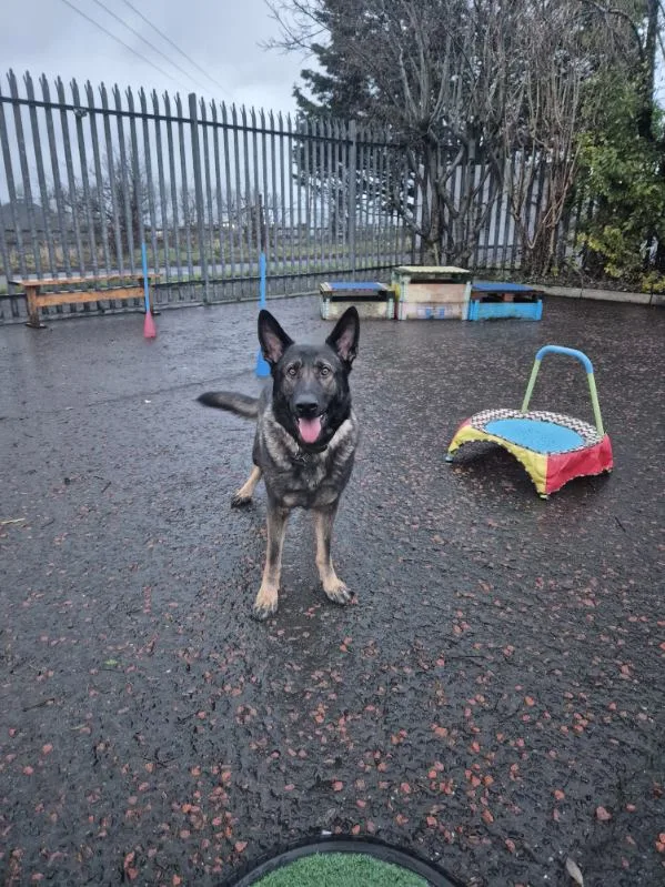Happy Dogs & Waggy Tails Daycare/ Boarding Kennels - Causeway Coast and Glens pet otel görseli 3