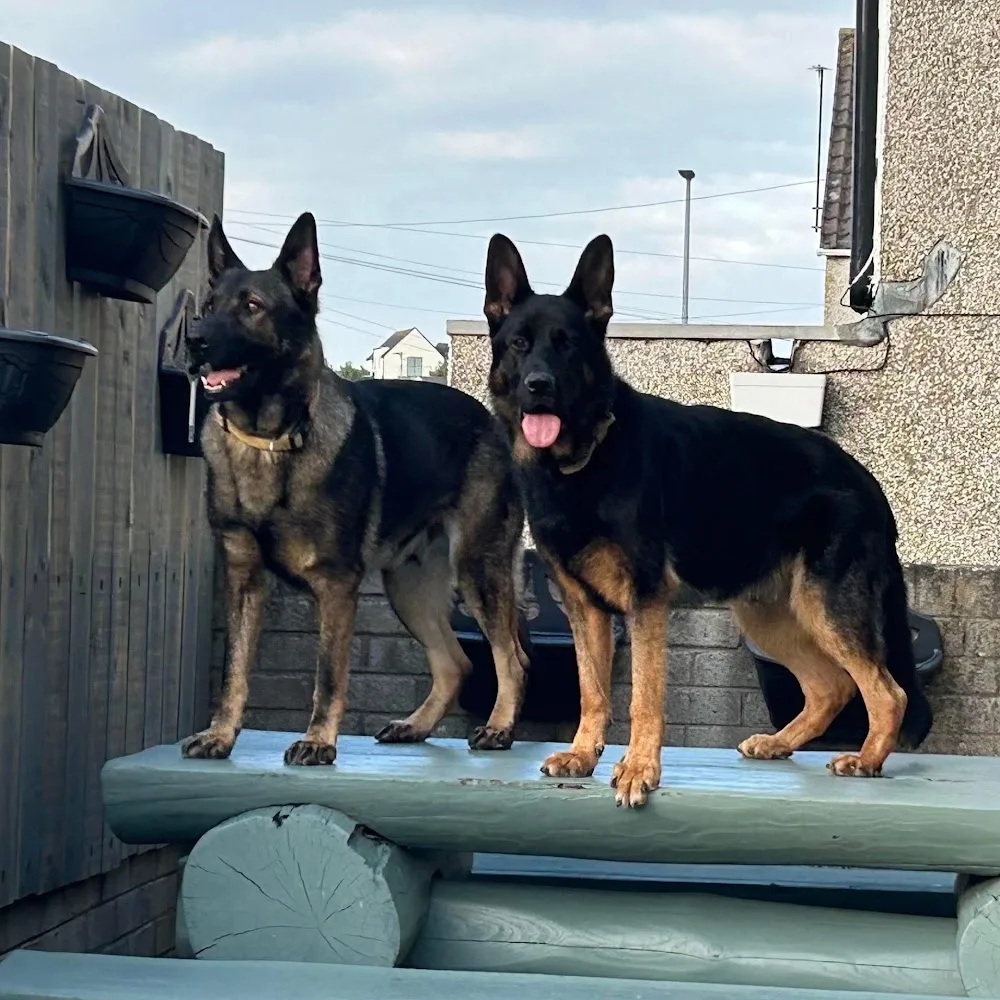 Happy Dogs & Waggy Tails Daycare/ Boarding Kennels - Causeway Coast and Glens pet otel görseli 4