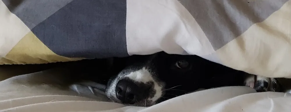 Paws in Safe Hands. - Causeway Coast and Glens pet otel