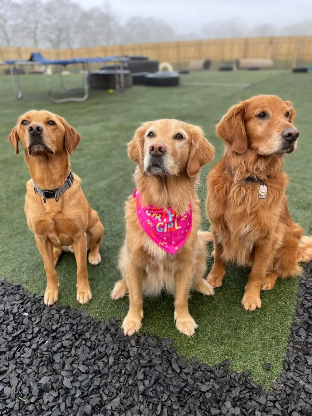 Wags and Whiskers Pet Retreat - Causeway Coast and Glens pet otel