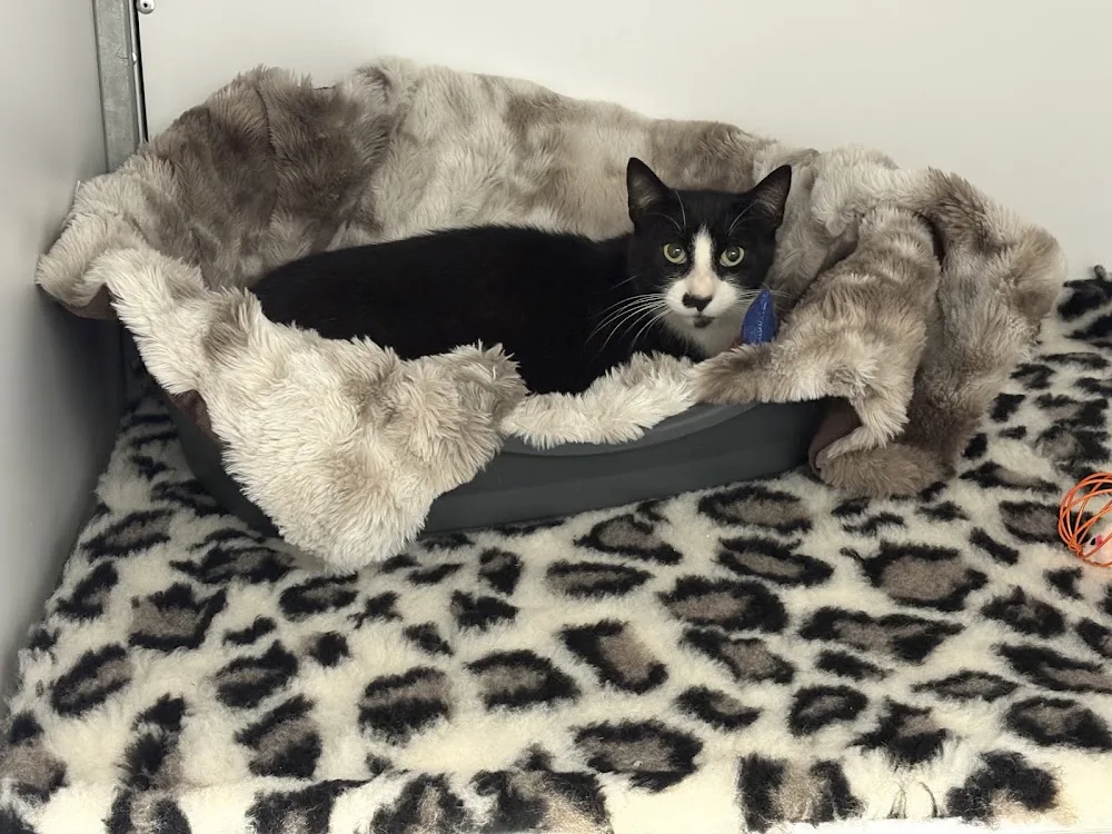 Woods Hollow Cattery - Causeway Coast and Glens pet otel görseli 3