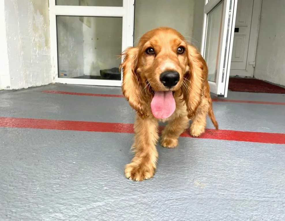 Cavan Dog Boarding Kennels - Cavan pet otel görseli 3