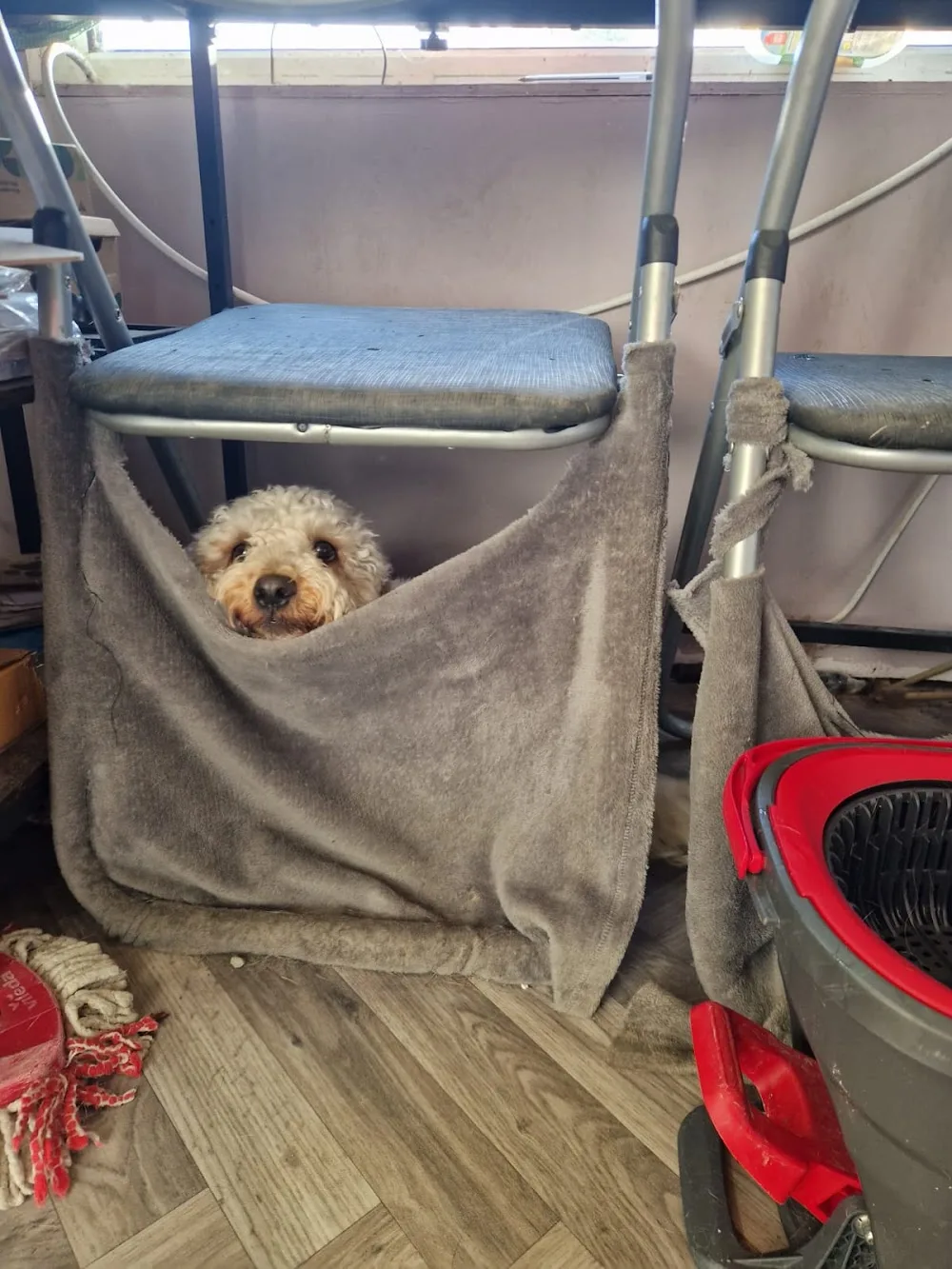Home from Home Boarding Kennels - Cavan pet otel