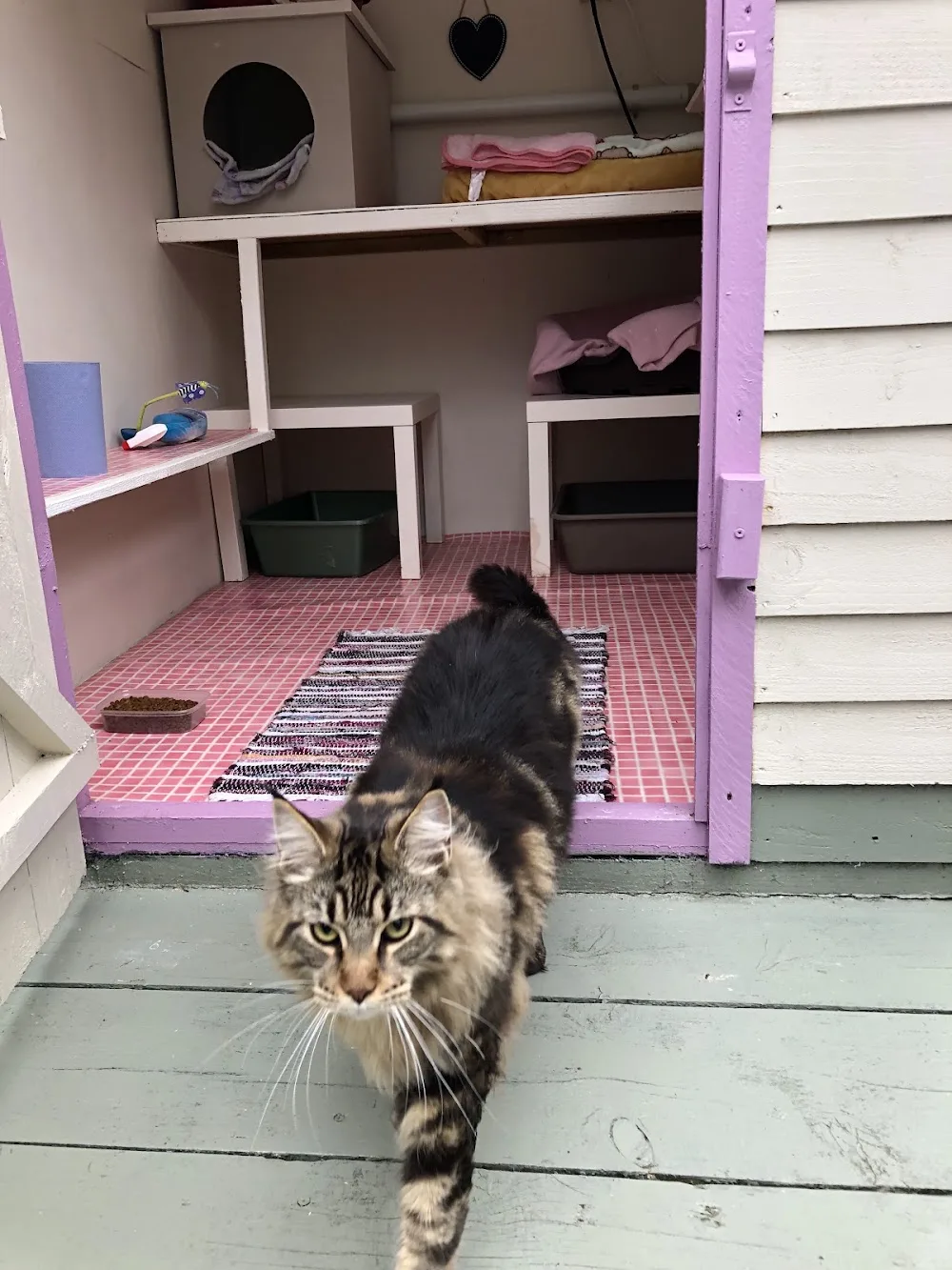 Kamasaki Boarding Cattery - Cavan pet otel görseli 3