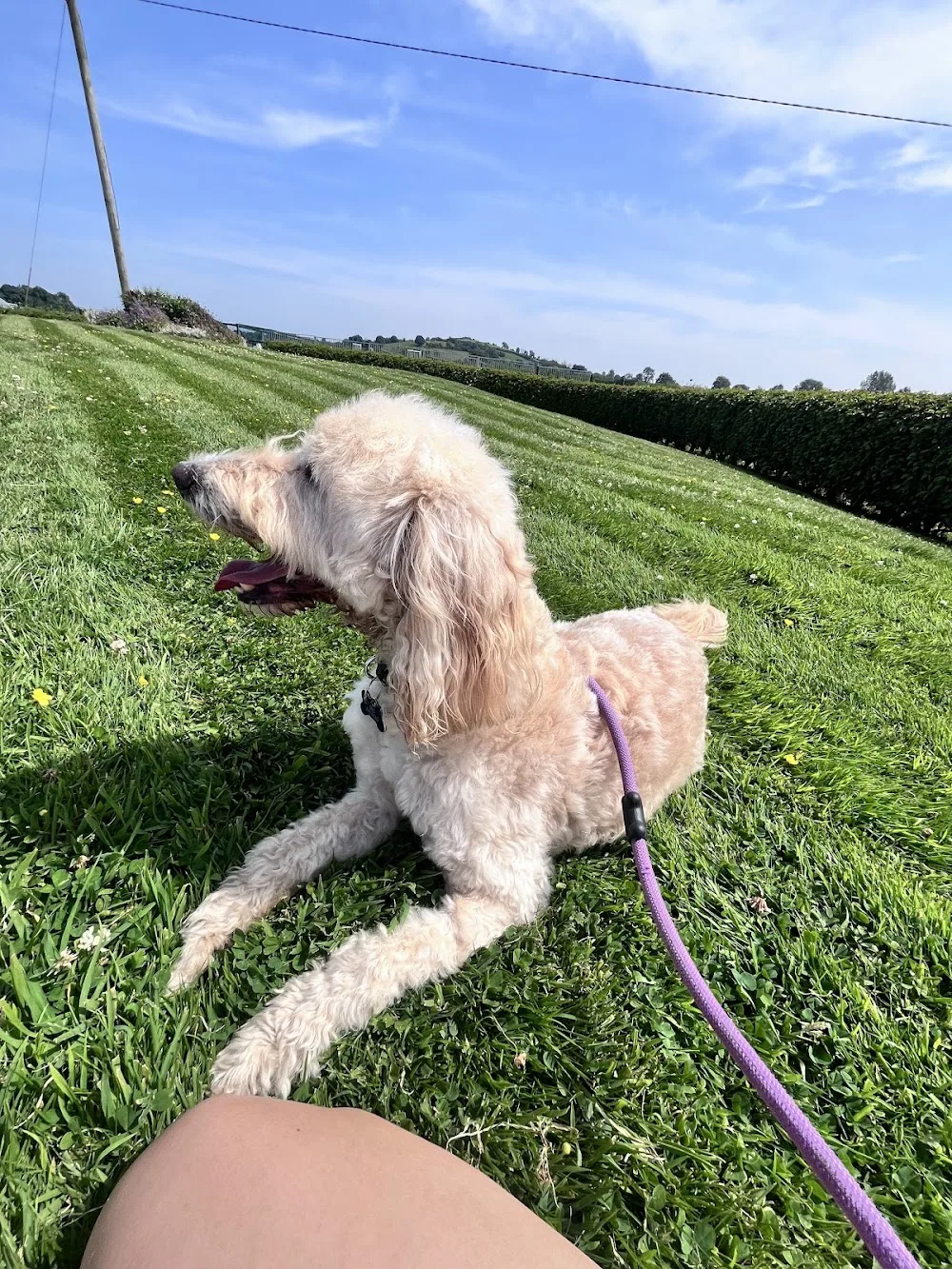 Laps Of Love Dog Boarding Kennels - Cavan pet otel