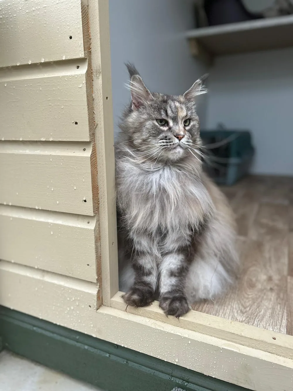 Priderock Boarding Cattery - Cavan pet otel