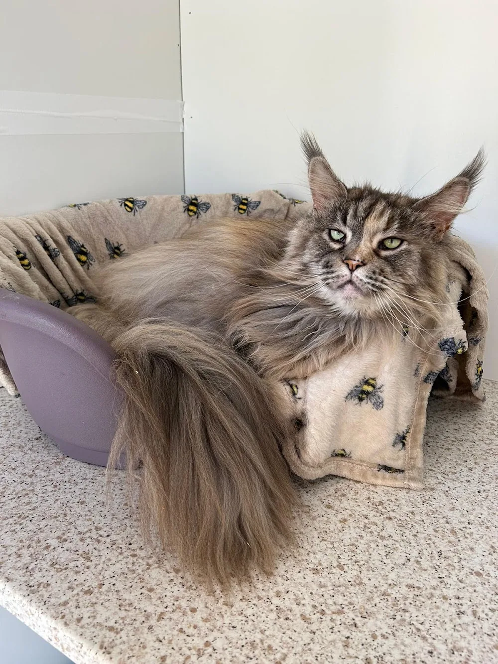 Priderock Boarding Cattery - Cavan pet otel görseli 3