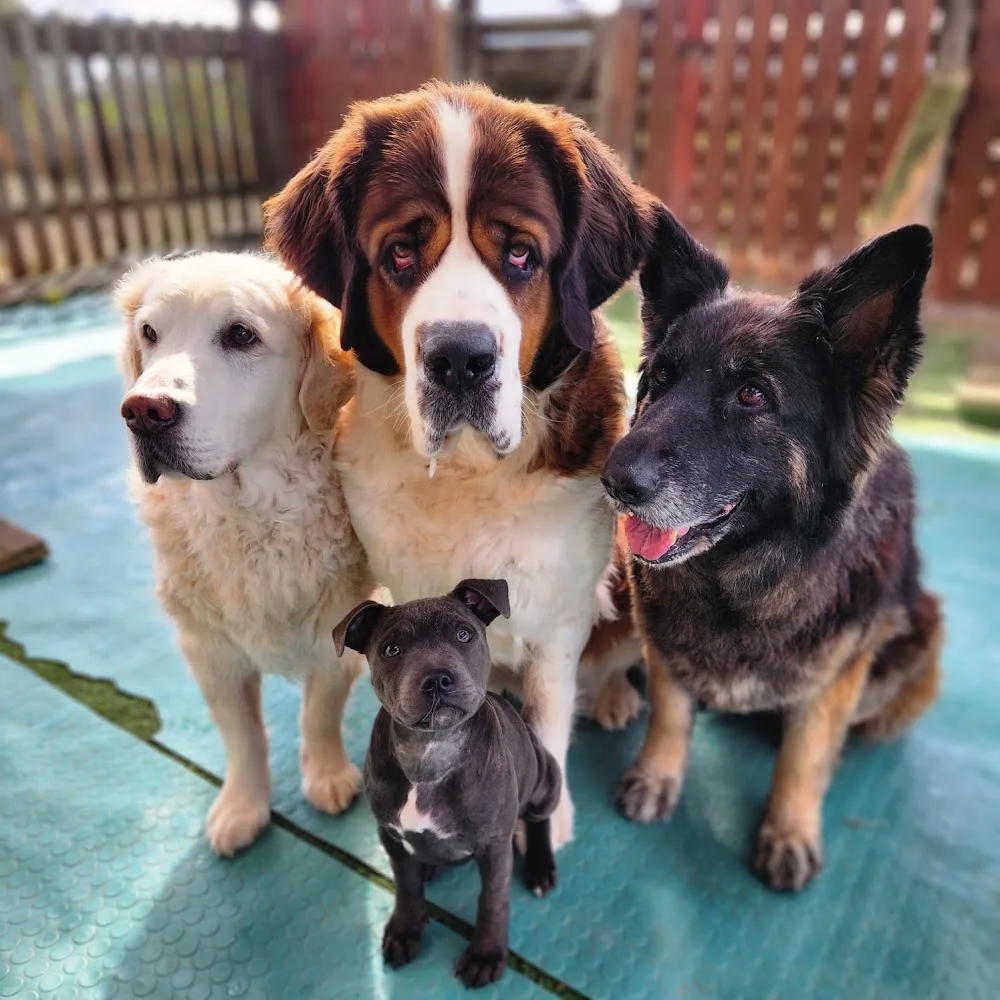 The Dog Ranch Training Academy Ltd - Cavan pet otel