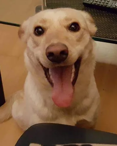 Hundepension Papenhorst - Celle pet otel